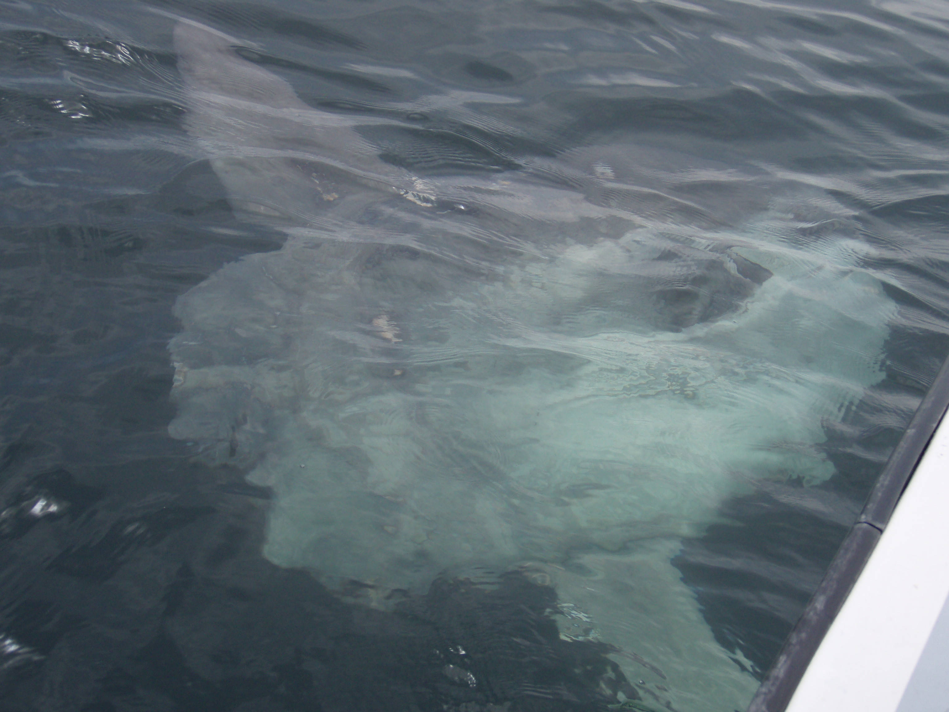 Giant Ocean Sunfish